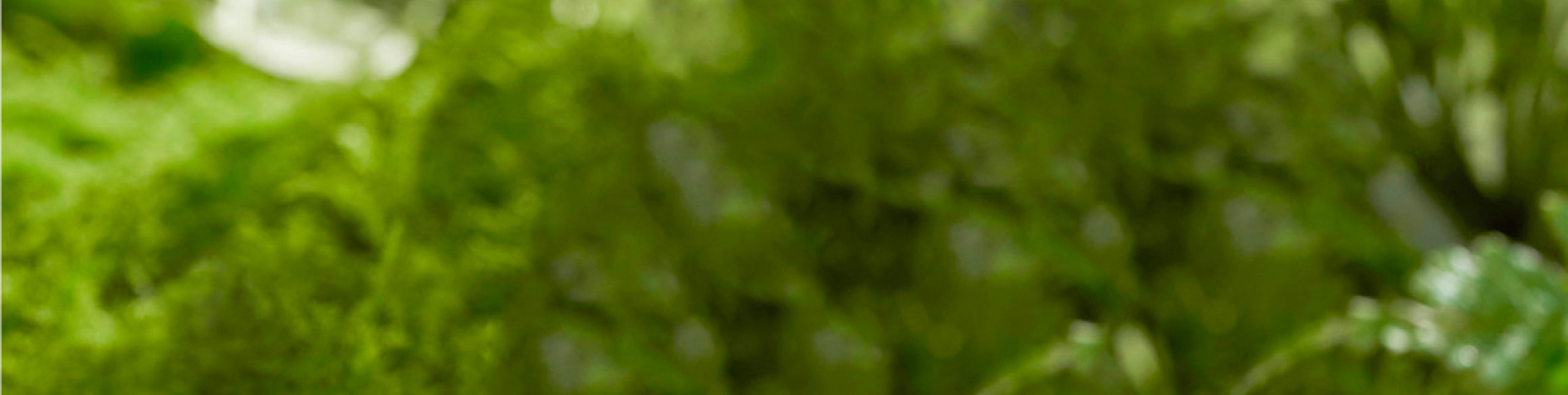 藥植所-植物資源信息平臺APP|一網天行-網站建設小程序APP系統軟件開發公司